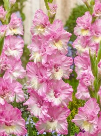 Gladiol Magenta Princess